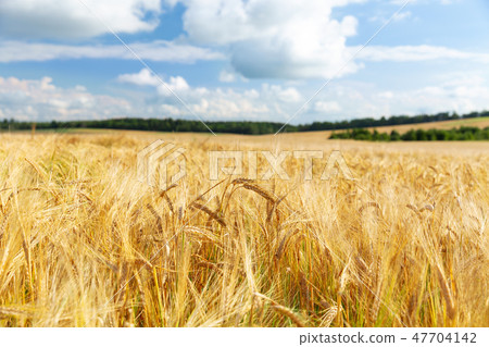 Field of barley in a summer day 47704142
