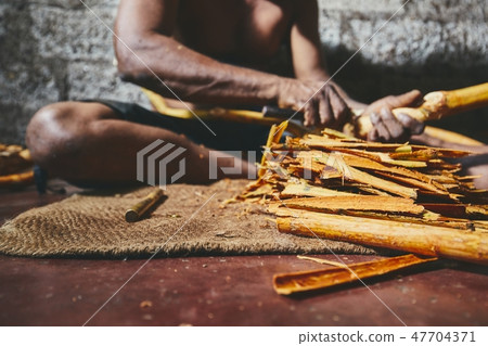 Production of the cinnamon sticks Production of the cinnamon sticks 47704371
