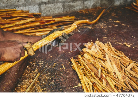 Production of the cinnamon sticks 47704372
