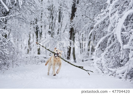 Happy dog in winter Happy dog in winter 47704420
