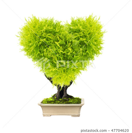 Heart shape tree in flower pot Heart shape tree in flower pot 47704620
