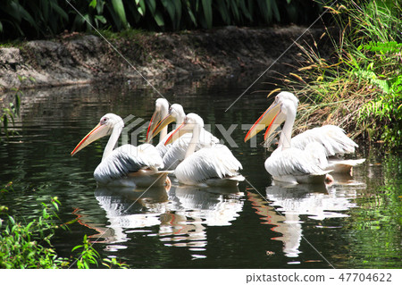 Large white pelicans swimming in a pond Large white pelicans swimming in a pond 47704622