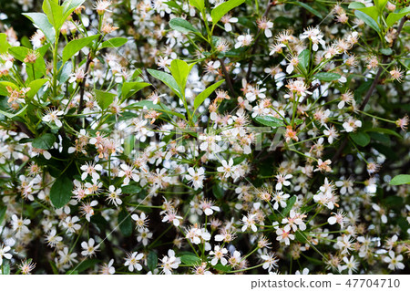 Spring branch with white flowers on a tree on a Spring branch with white flowers on a tree on a 47704710