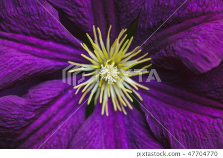 Violet Clematis Flowers in the Garden macro shot Violet Clematis Flowers in the Garden macro shot 47704770