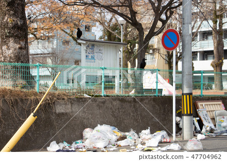 Damage caused by garbage scattered road crow Damage caused by garbage scattered road crow 47704962