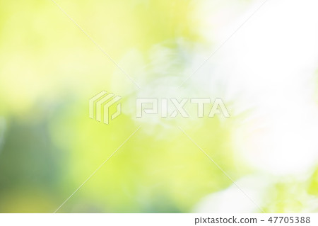 Blur background, Leave and tree 47705388