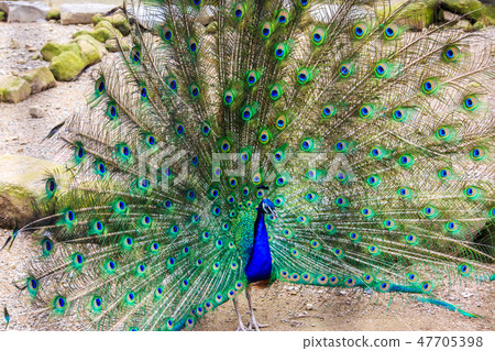 Peafowl [animal birds] 47705398