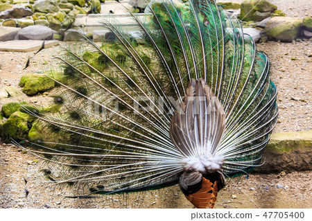 Peafowl [animal birds] 47705400