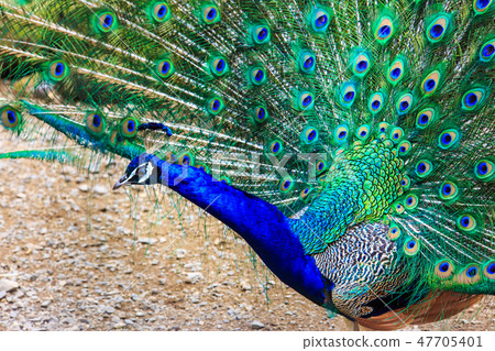 Peafowl [animal birds] 47705401