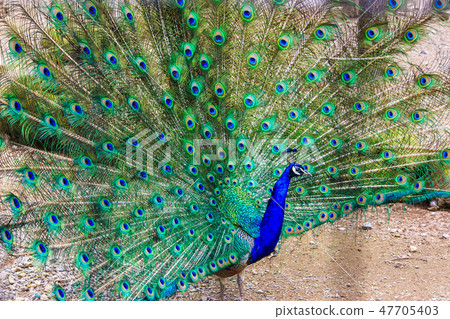 Peafowl [animal birds] 47705403