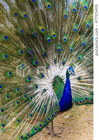Peafowl [animal birds] 47705409
