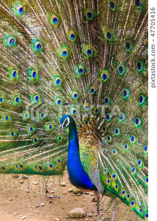 Peafowl [animal birds] 47705416
