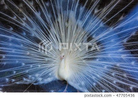 White peacock [animal birds] 47705436