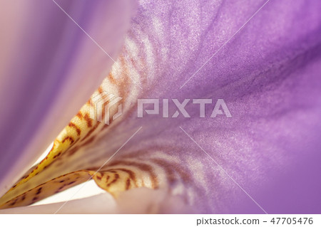 flower of purple iris, closeup, beautiful backgrou 47705476