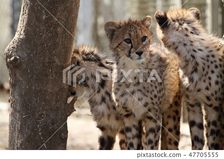 Cheetah Cheetah 47705555
