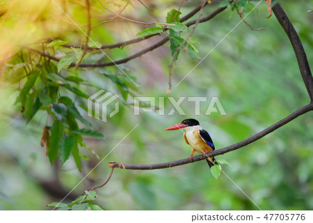 Black head kingfisher In the winter Black head kingfisher In the winter 47705776