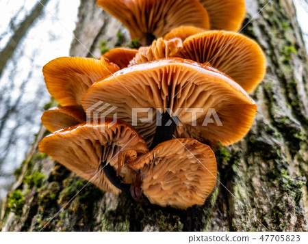 Closeup of fresh Oyster Mushroom growing on a tree - Pleurotus ostreatus Closeup of fresh Oyster Mushroom growing on a tree - Pleurotus ostreatus 47705823