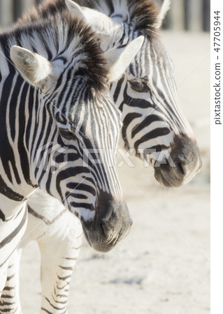 Tobu animals park zebra 47705944