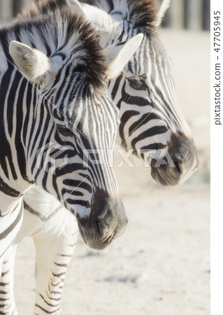Tobu animals park zebra 47705945