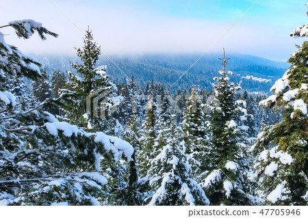 pine trees covered by snow aerial view 47705946