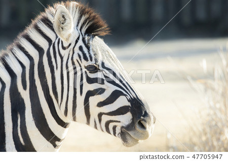 Tobu animals park zebra Tobu animals park zebra 47705947