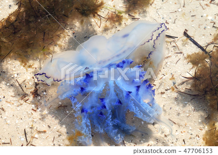 Jellyfish (Rhizostoma) swim in sea 47706153