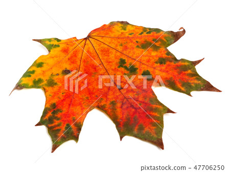 Bright multicolor autumn maple-leaf 47706250