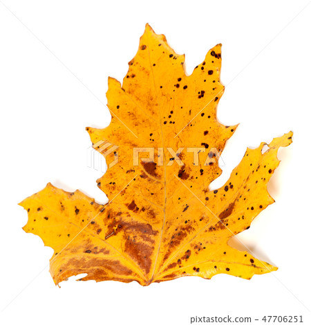 Speckled autumn leaf on white background Speckled autumn leaf on white background 47706251