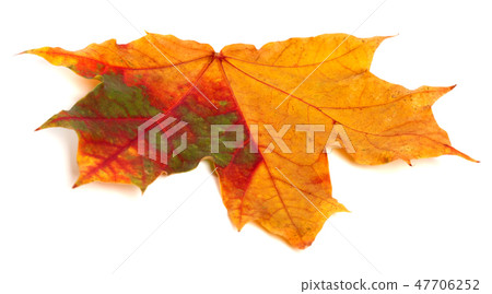 Multicolor autumn maple leaf Multicolor autumn maple leaf 47706252