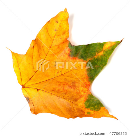 Autumn multicolor maple-leaf Autumn multicolor maple-leaf 47706253