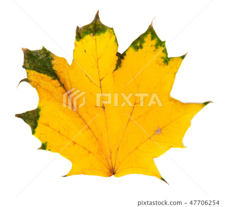 Yellowed autumn maple leaf Yellowed autumn maple leaf 47706254