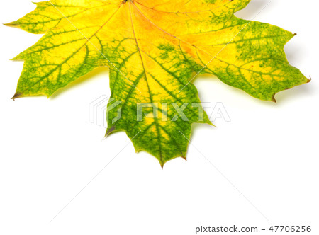 Part of yellowed autumn maple-leaf Part of yellowed autumn maple-leaf 47706256