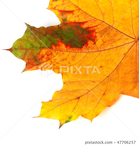 Part of multicolor autumn maple leaf Part of multicolor autumn maple leaf 47706257