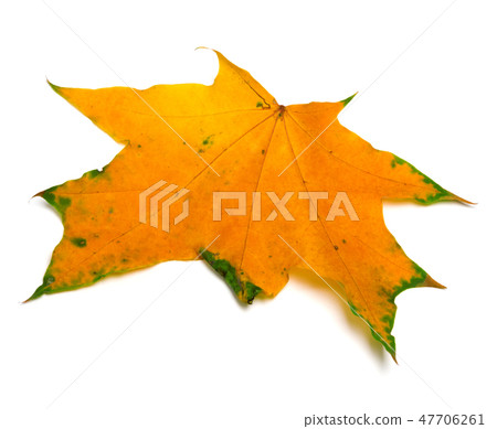 Yellow autumn maple leaf on white Yellow autumn maple leaf on white 47706261