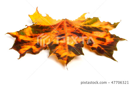 Multicolor autumnal maple leaf Multicolor autumnal maple leaf 47706321