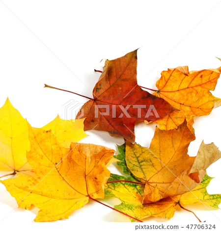 Autumn dry maple leafs Autumn dry maple leafs 47706324