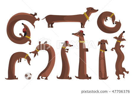 Dachshund dog set, cute funny long dog in different situations vector Illustrations Dachshund dog set, cute funny long dog in different situations vector Illustrations 47706376