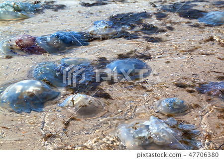 Dead jellyfish (Rhizostoma) washed ashore on sea 47706380