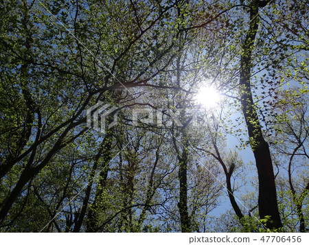 Sunbeams Sunbeams 47706456