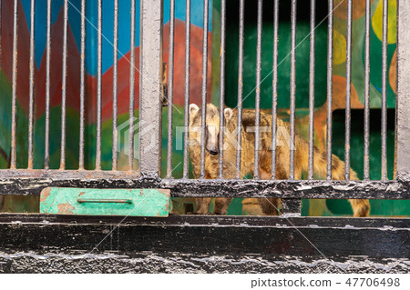 nasua cub holding bars in cage in a zoo 47706498