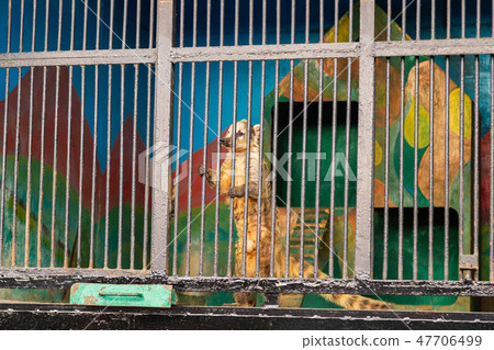 nasua cub holding bars in cage in a zoo nasua cub holding bars in cage in a zoo 47706499