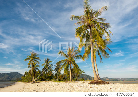 Beautiful scenery of coconut trees on white beach Beautiful scenery of coconut trees on white beach 47706534