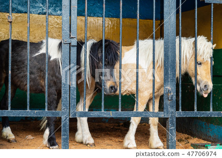 pony with blue eyes looking through the metal pony with blue eyes looking through the metal 47706974