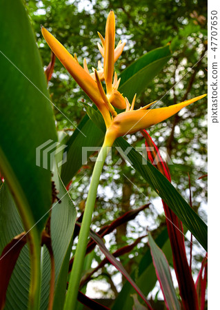 Under view of Yellow Heliconia Torch Flowers 47707650