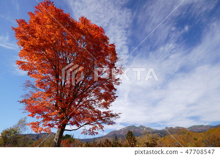 秋葉和Norikura-dake的大楓樹 47708547