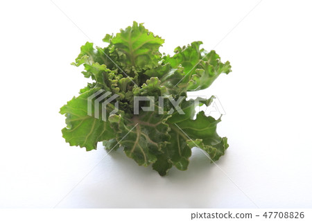 Petite veil brussels sprouts Petite veil brussels sprouts 47708826