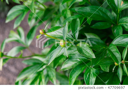 Green plant on a sunny day, bright colors, green Green plant on a sunny day, bright colors, green 47709697