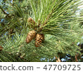 Pinecone 47709725