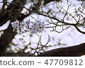 櫻花 47709812
