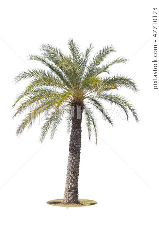 Palm tree isolated on white background. 47710123